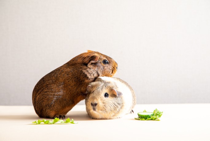 Домашние питомцы