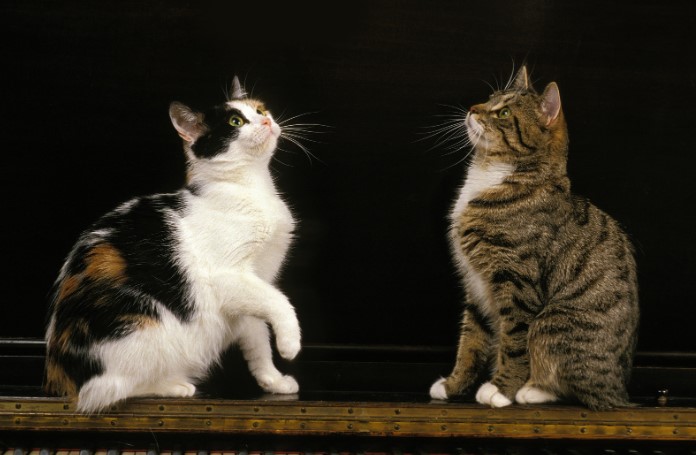 Бесплатная доска объявлений